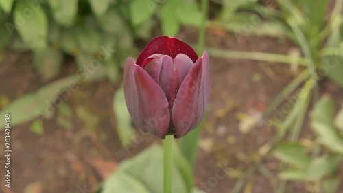 Macro shot of purple tulip blooming outdoors, showcasing gradual opening in natural garden setting. Macro shot of tulip outdoors. Close up tulip