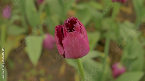Close-up macro shot of purple tulip blooming outdoors with green leaves in a vibrant garden setting. Macro shot of tulip outdoors. Close up tulip