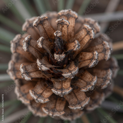 Top-down macro shot of a pinecone showcasing Fibonacci spiral pattern and natural wooden texture with soft forest lighting