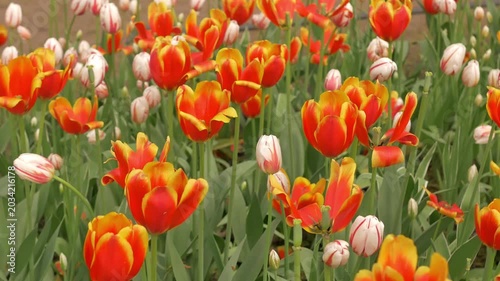 Vibrant blooming tulips in a park during spring, showcasing colorful petals under sunny skies. Blooming tulips in the park, spring sunny day
