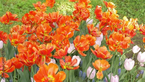Vibrant blooming orange tulips in a sunny park setting with pink tulips and green grass surrounding. Blooming tulips in the park, spring sunny day