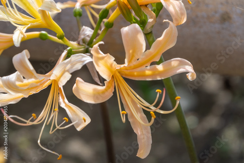 Fotografie Close up of beautiful cream colored golden spider lily flowers blooming elegantl