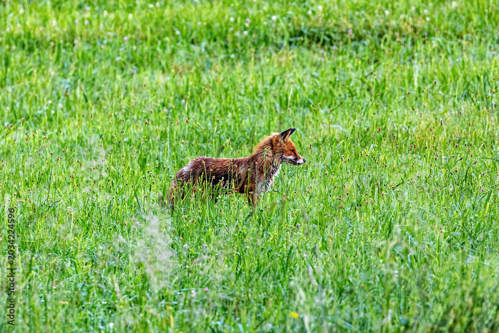 Fototapeta premium Red fox in a meadow (Vulpes vulpes)
