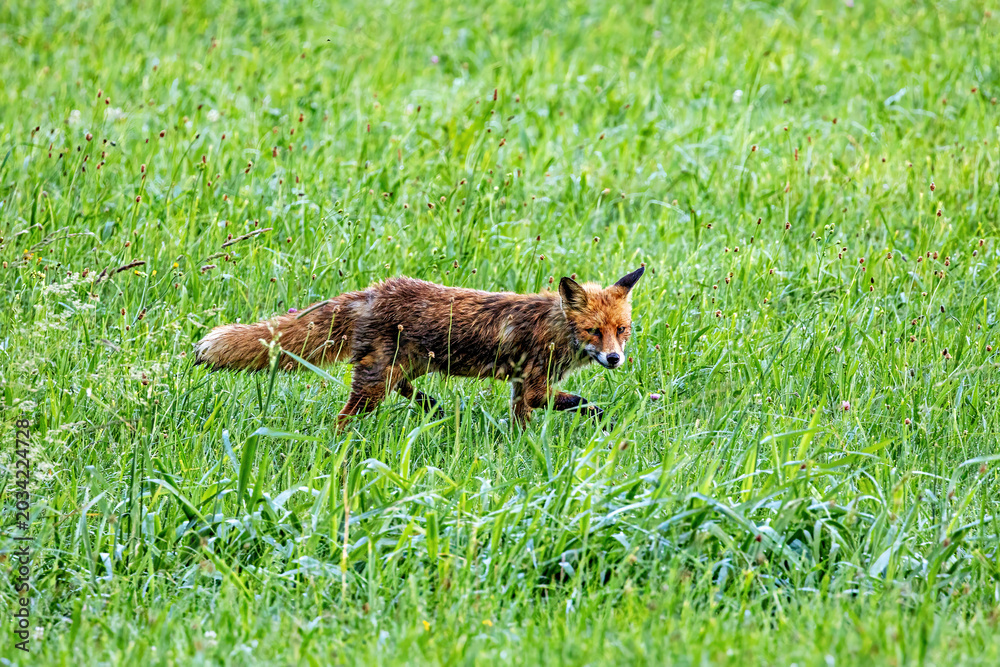 Obraz premium Red fox in a meadow (Vulpes vulpes)