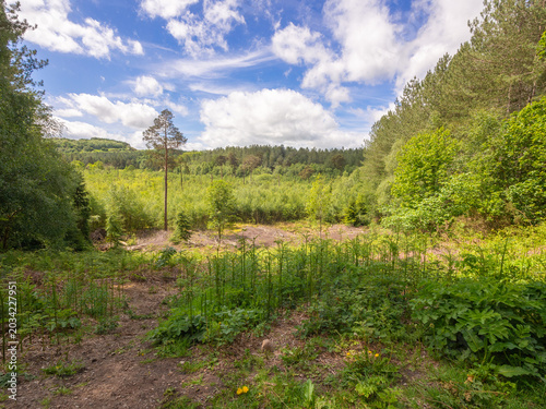 Beautiful late spring day at Delamere Country Park, Delamere, Cheshire, UK