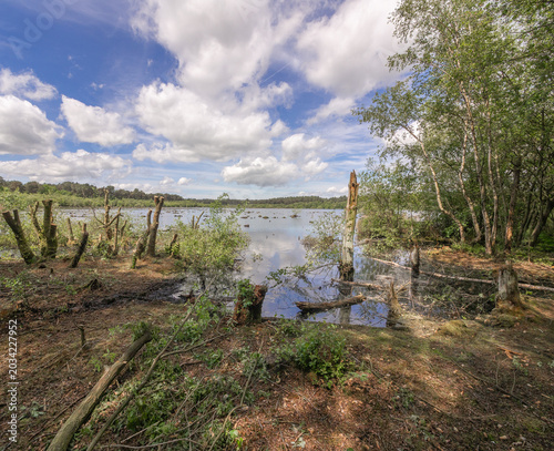 Beautiful late spring day at Delamere Country Park, Delamere, Cheshire, UK