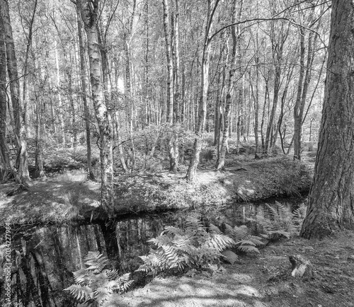 Beautiful late spring day at Delamere Country Park, Delamere, Cheshire, UK