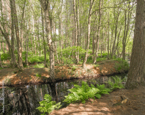 Beautiful late spring day at Delamere Country Park, Delamere, Cheshire, UK
