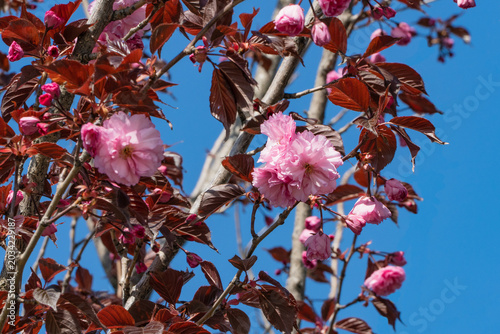 Galitsky Park in Krasnodar. Close-up view of Kanzan cherry tree in full bloom. Delicate pink flowers stand out against rich burgundy leaves. Clear blue sky serves as backdrop.