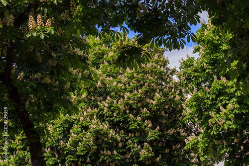 Blooming horse chestnut trees in a green park landscape, covered with tall white flower spikes, creating a fresh spring atmosphere and natural scenic background.