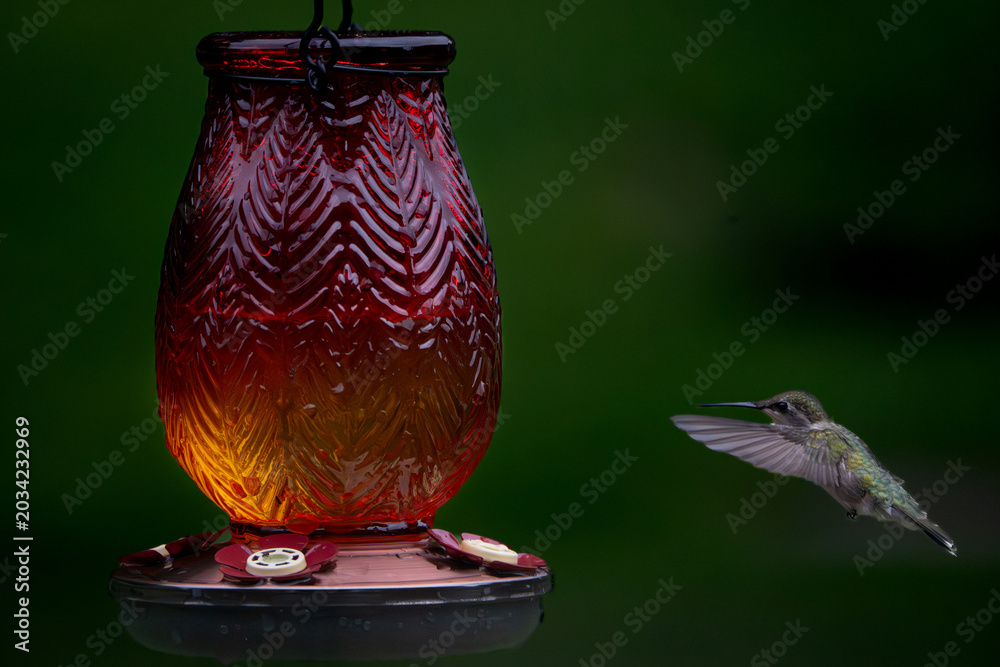 Fototapeta premium Red Glass Hummingbird Feeder with Hovering Hummingbird
