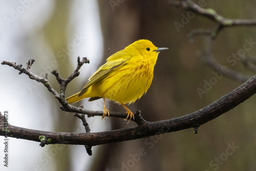 northern yellow warbler (Setophaga aestiva)