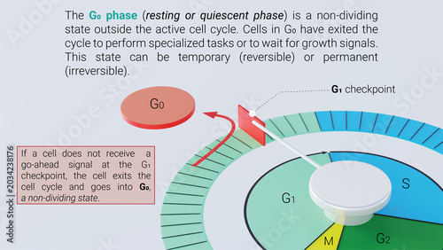 3d illustration of cell cycle exit to G0 phase diagram, cellular arrest and non dividing state biology infographic