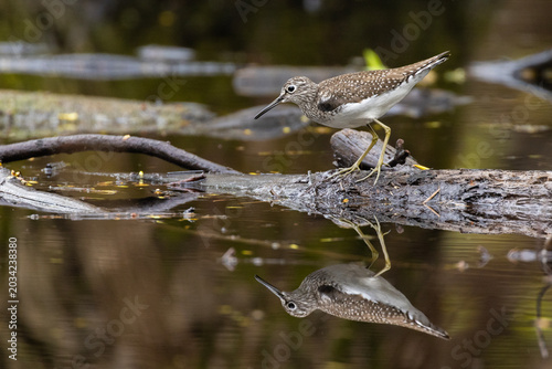 solitary sandpiper (Tringa solitaria) in spring