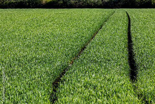 Foto Tractor tracks in a cornfield