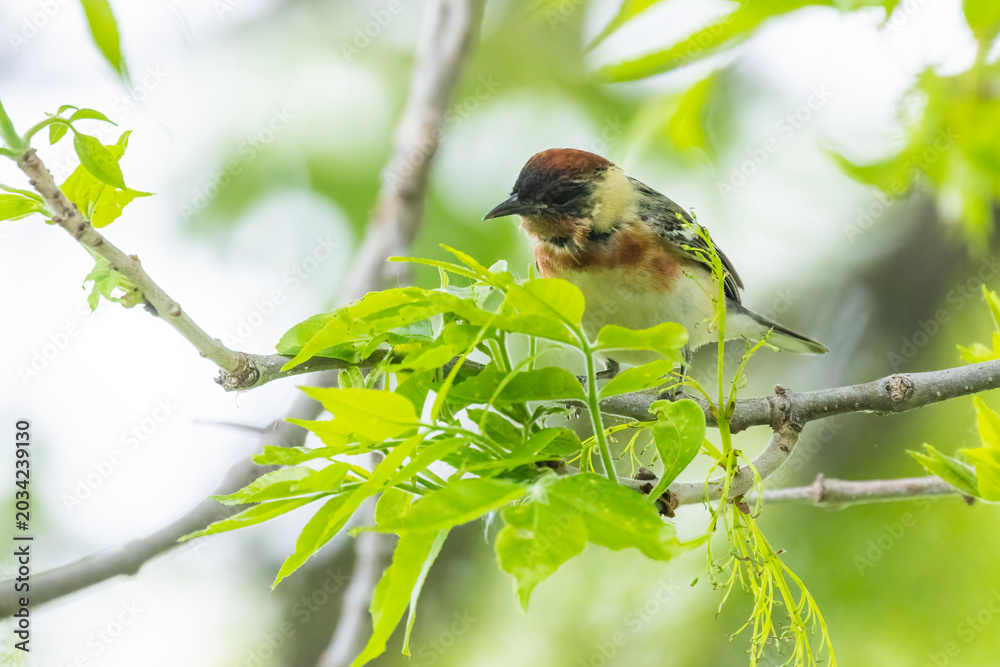 Naklejka premium Male bay-breasted warbler (Setophaga castanea)