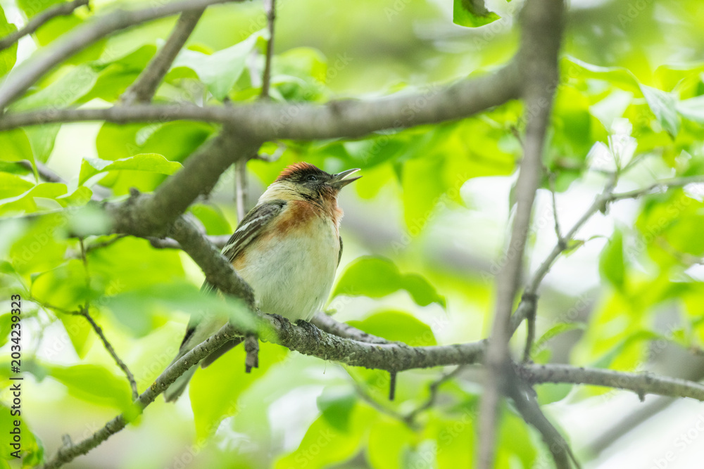 Naklejka premium Male bay-breasted warbler (Setophaga castanea)