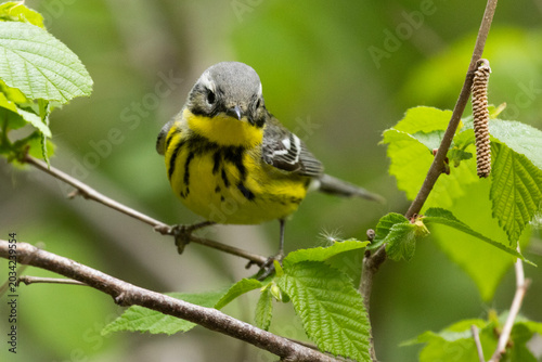 magnolia warbler (Setophaga magnolia) in spring