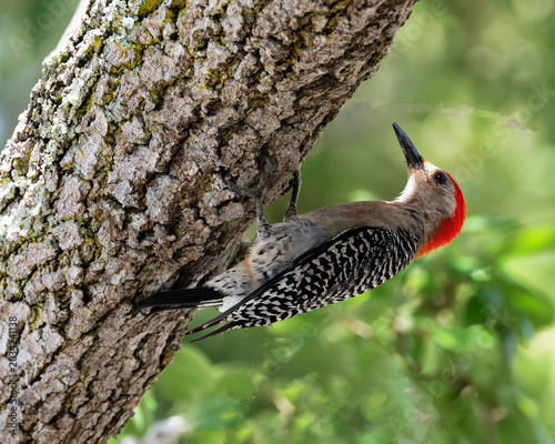 Woodpecker with black and white feathers, vibrant red crown, and strong straight beak scales the underside of a diagonally upward tree trunk.