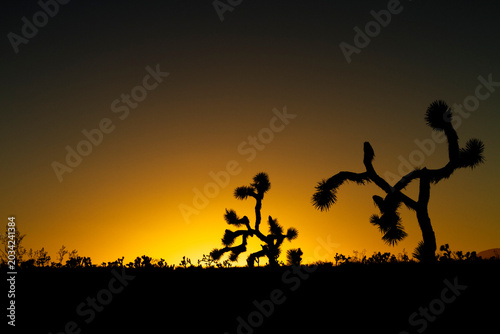 Grove of Joshua Trees in silhouette lining the horizon with dramatic shapes with a stunning, clear sunset glowing orange in the background; intentionally shot to add plenty of empty space for content