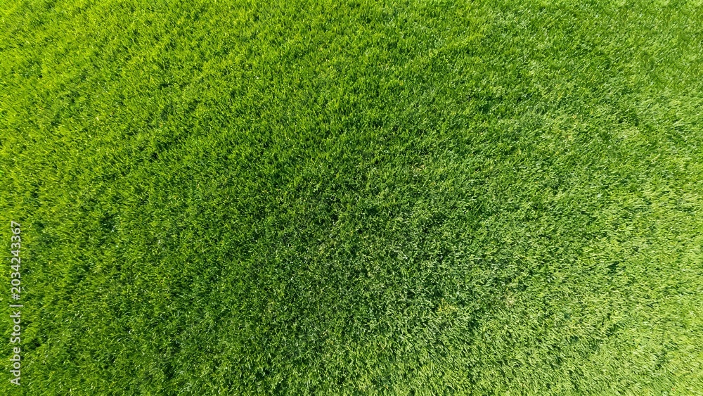 Fototapeta premium Top view of green grass surface background