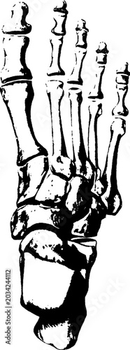 Photography Vintage engraving of a human foot skeleton dorsal view