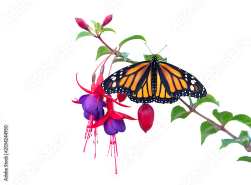 Macro of a monarch butterfly (danaus plexippus) resting on a fuchsia flower.