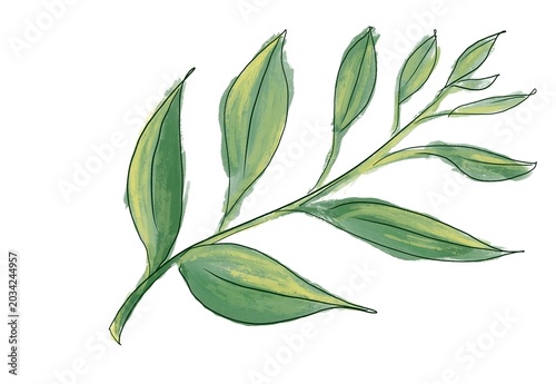 An isolated twig with leaves on a white background