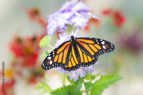 Obraz na płótnie Macro of a monarch butterfly (danaus plexippus) feeding on a verbana flower
