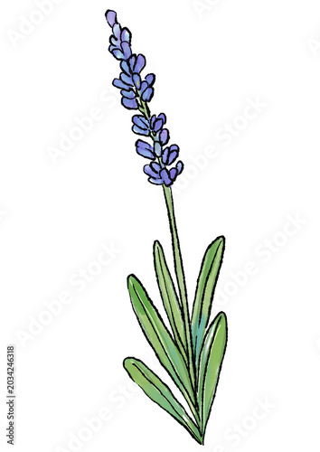 咲き誇るラベンダーの花の手描きの線画と水彩イラスト(透過PNG)