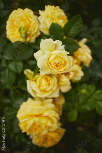Beautiful cluster of bright yellow roses blooming on a bush with dark green leaves. Delicate petals and buds in a spring or summer garden. Natural floral background.