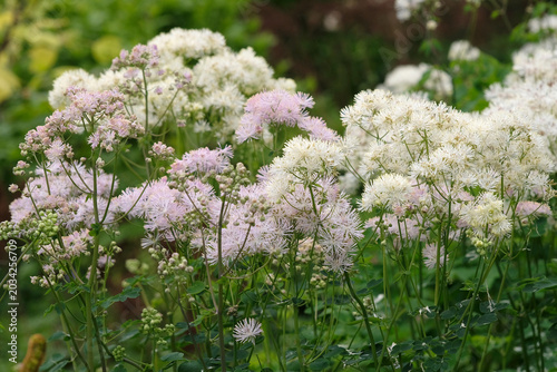 Obraz na plátně White Thalictrum aquilegiifolium, French meadow rue ‘Album’ in flower