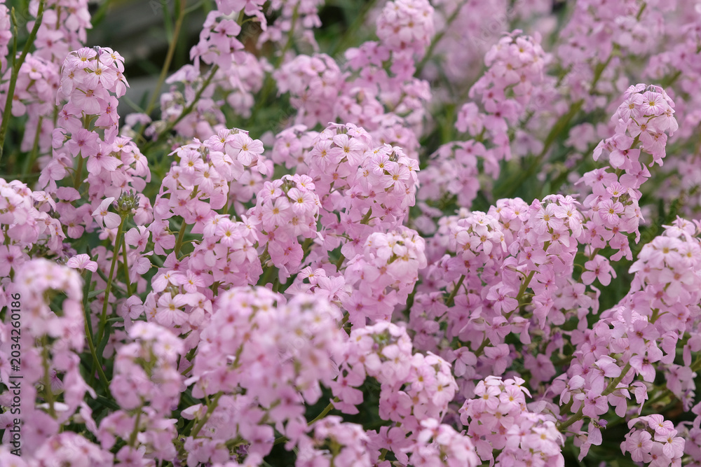 Obraz premium Pink Aethionema grandiflorum, Persian Stone Cress in flower.