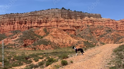 Dog standing in the canyon admiring nature