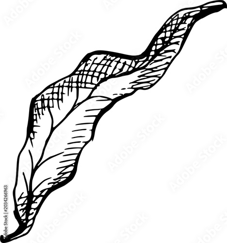 Elegant detailed autumn leaf texture sketch vector illustration