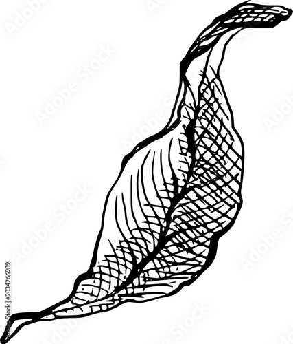 Elegant detailed autumn leaf texture sketch vector illustration