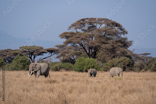 Photography The elephants in Amboseli Park, Kenya