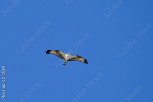 Fotografija This photo captures a majestic osprey soaring through a beautiful blue sky, focused on finding food in its amazing natural environment