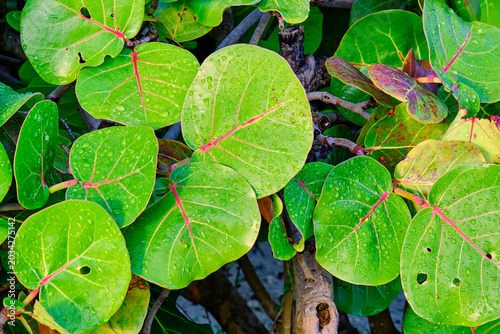 Seagrape leaves illuminated by the early morning sunlight, featuring delicate water droplets.