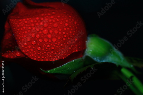 Close-Up of a Dew-Kissed Red Rose at Night black background wallpaper