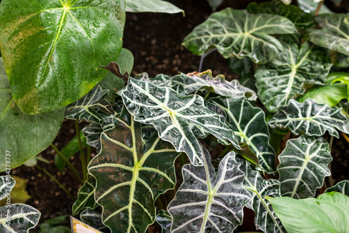 Foto The plant in the center of the image is an Alocasia amazonica, commonly known as the Alocasia Polly or African Mask Plant