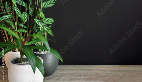 Konstfotografi House plants, indoor gardening