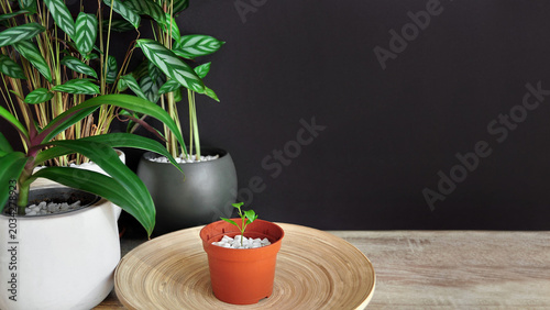 Tableau sur toile House plants, indoor gardening