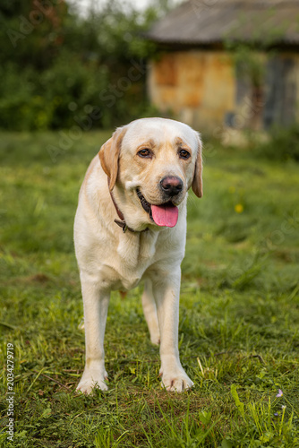 dog labrador retriever fawn color in nature.