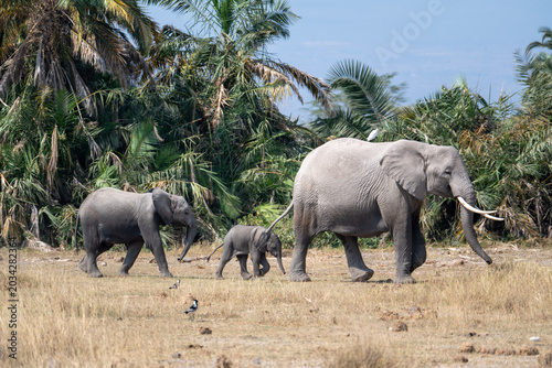 Photography The migrating elephants in Amboseli Park, Kenya