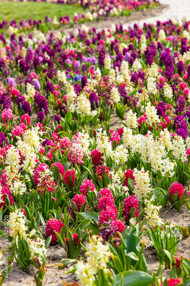 Obraz premium Vibrant garden scene with colorful hyacinth flowers blooming in springtime sunshine