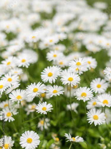Blooming daisies with selective focus in natural sunlight
