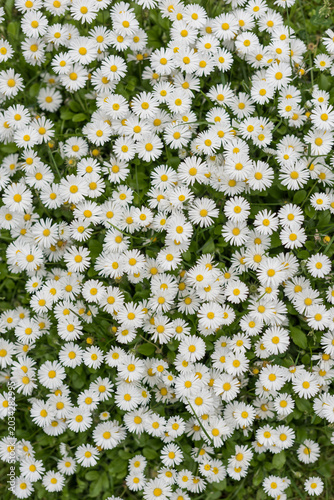 Blooming white daisies background photographed from above