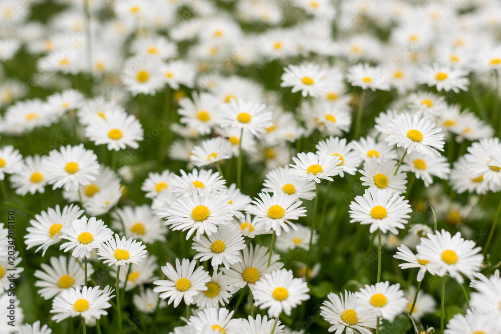 Fototapeta premium Romantic daisy flowers with soft dreamy background