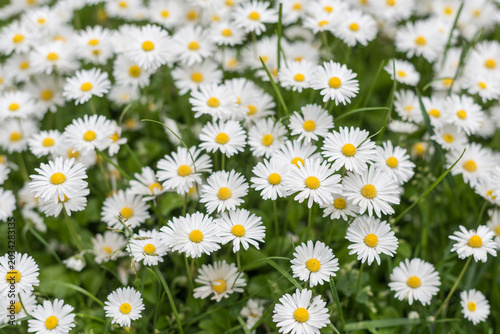 Blooming white daisies with shallow depth of field